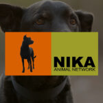 NIKA, Website Design Client, Guido Media